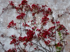 PORTUGAL Obidos